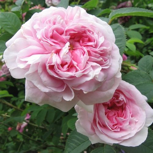 Shop - Rosa Königin von Dänemark - rosa - alba rosen  - stark duftend - James Booth - Ihre blassrosa, rosettenförmigen Blüten blühen auf ihren formschönen Büschen und düften stark.